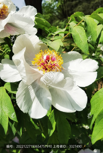 春天里盛開綻放的花園