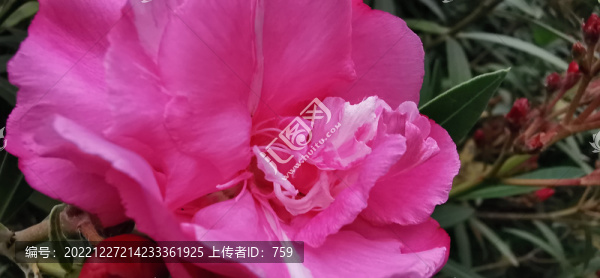 夾竹桃