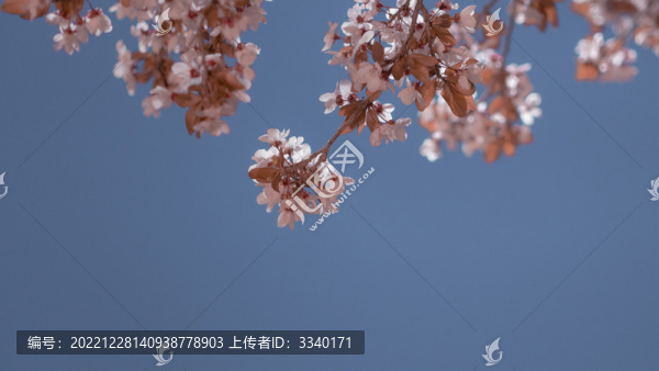 街邊的櫻花