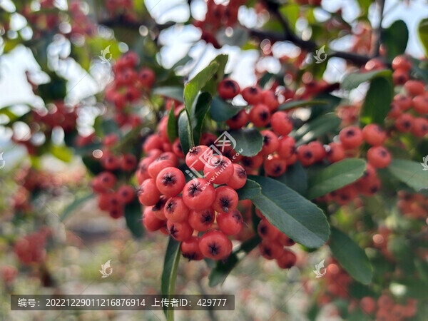 紅果子