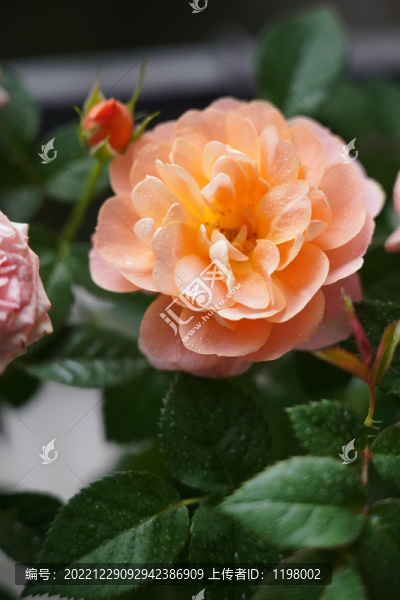 月季花