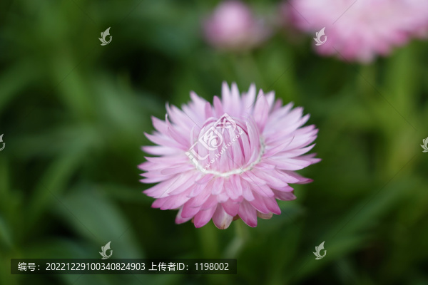 蠟菊