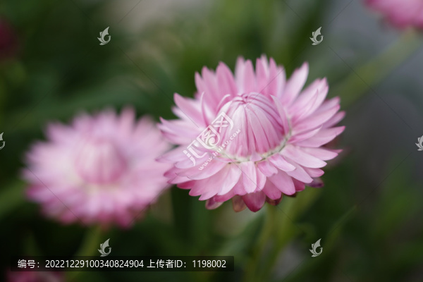 蠟菊