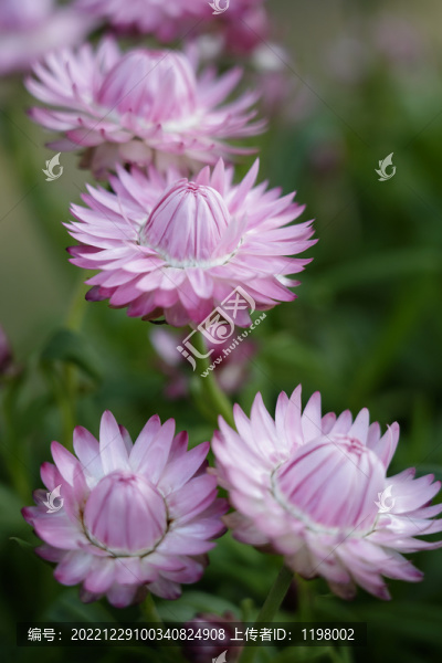 蠟菊
