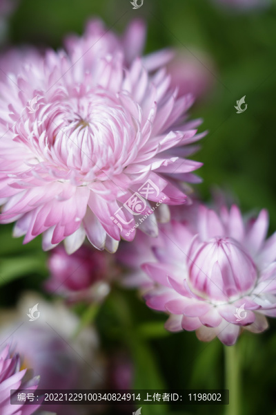 蠟菊