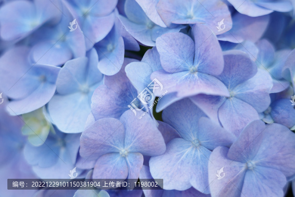 繡球花
