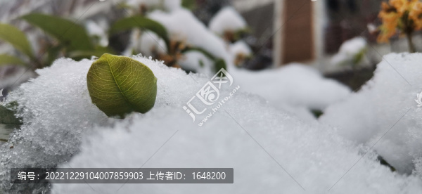 白雪綠葉
