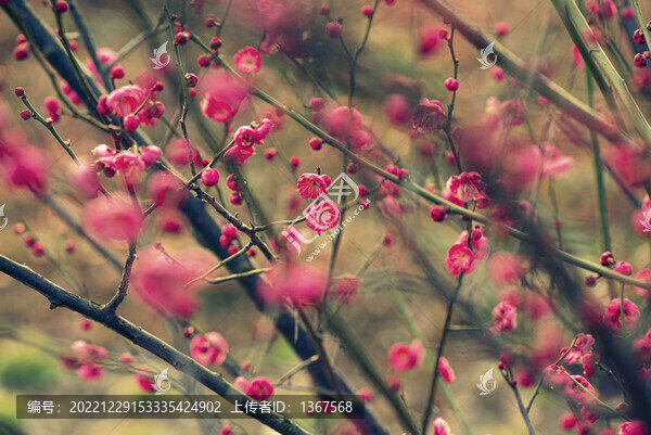 紅梅花