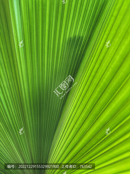 綠葉紋理