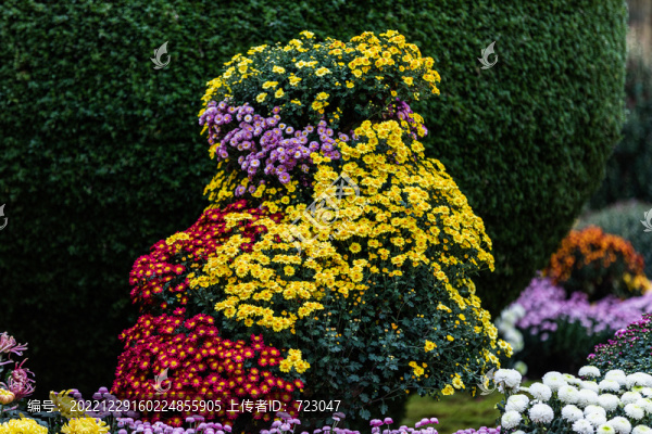 杭州植物園菊花展