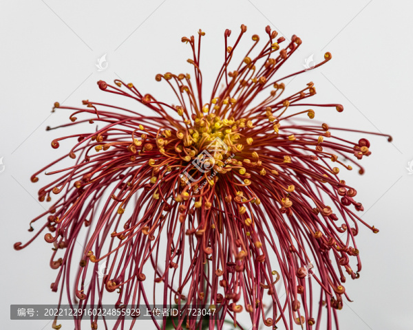 杭州植物園菊花展