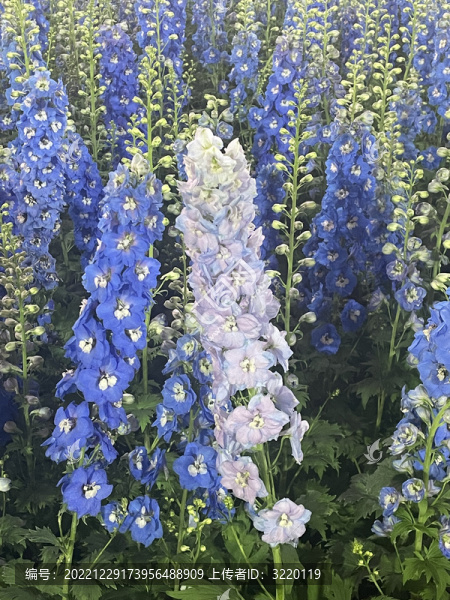 花海