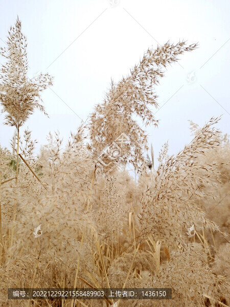 蘆葦花