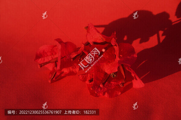 紅花三角梅喜慶素材圖