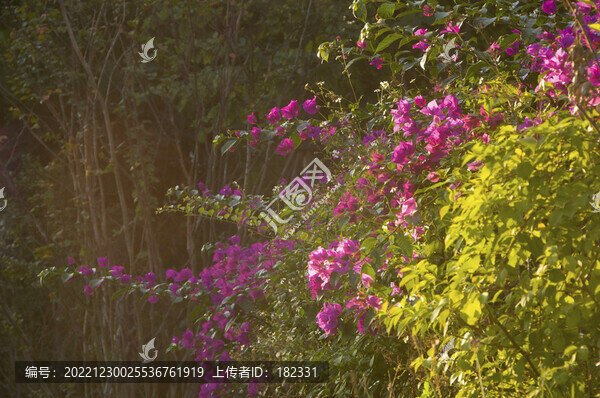 三角梅花枝花叢