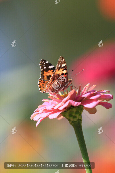 蝶戀花
