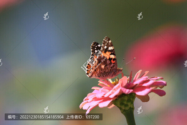 蝶戀花