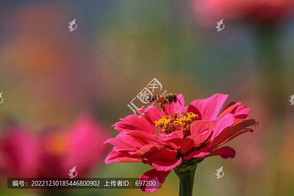蝶戀花