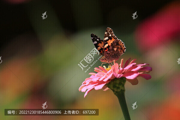 蝶戀花