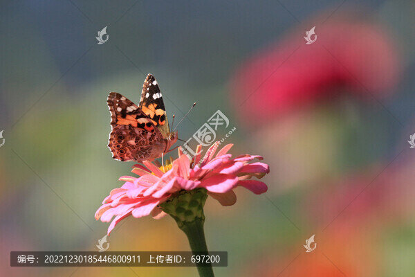 蝶戀花