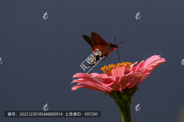 蝶戀花