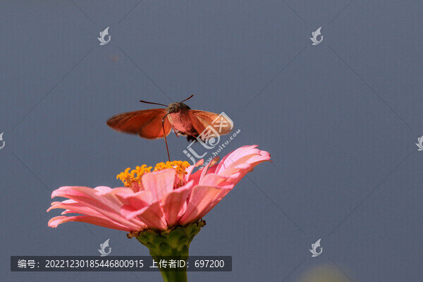 蝶戀花