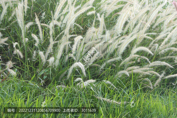 狗尾巴草