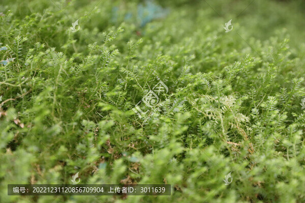 綠草