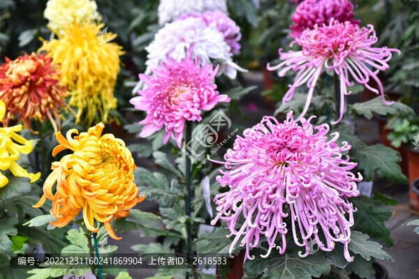 菊花
