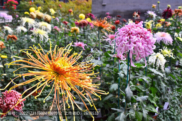 菊花盛開(kāi)