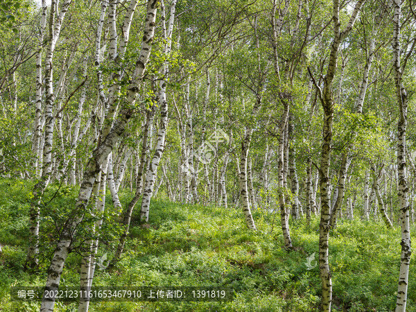 輝騰錫勒草原黃花溝旅游區(qū)
