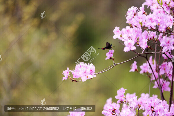 盛開的杜鵑花