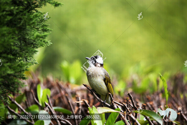 樹上的鳥