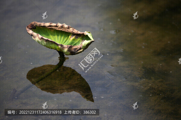 荷花意境荷韻