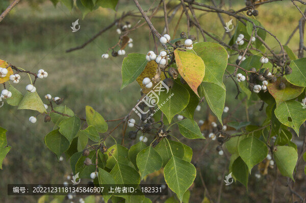 烏桕籽烏桕葉