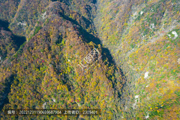 秦嶺紅葉