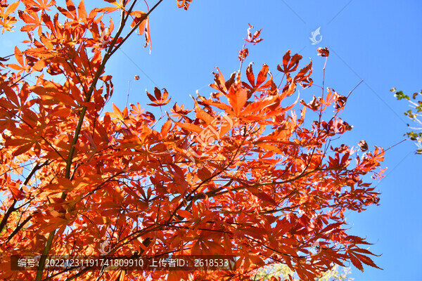 森林紅葉