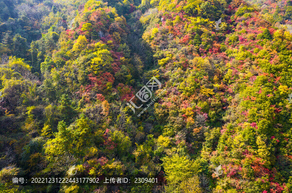 秋景