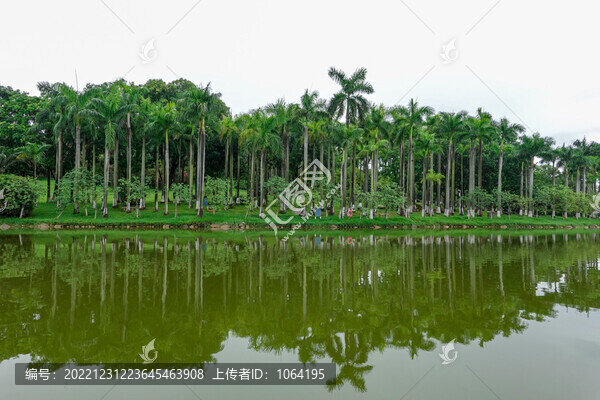 森林湖泊