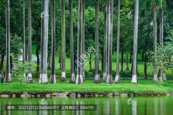 湖水樹林草地
