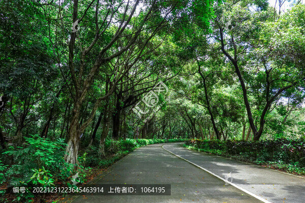 樹林道路