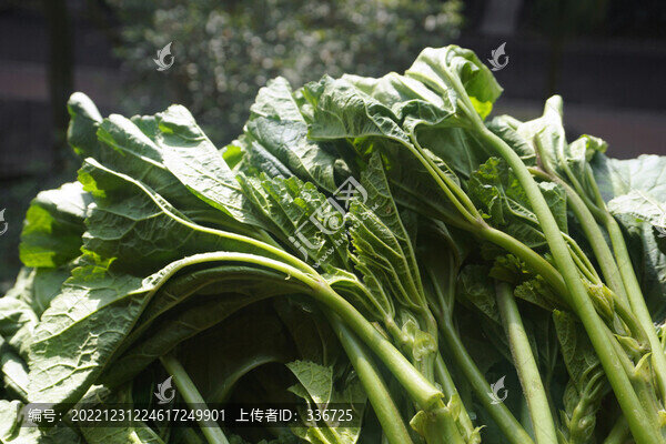 蔬菜冬莧菜