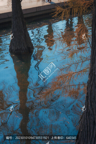 佛山千燈湖公園落羽杉