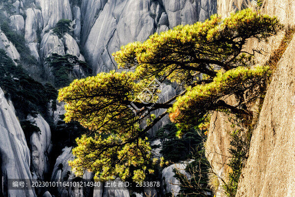 黃山風(fēng)光