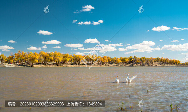胡楊林風(fēng)景畫