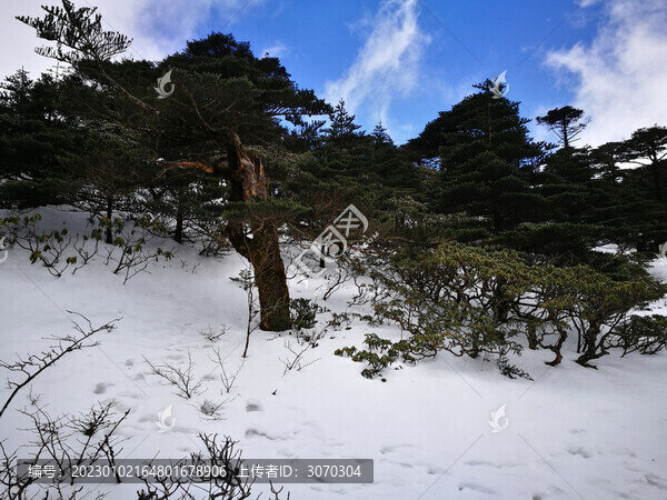 雪地里的松樹(shù)