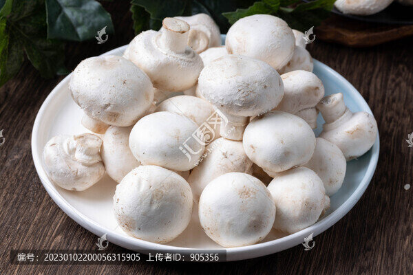口菇