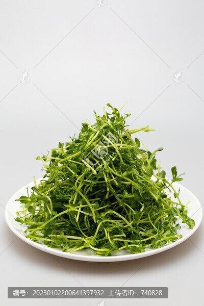 芹菜苗