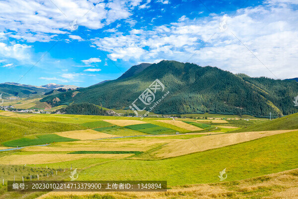 青稞種植