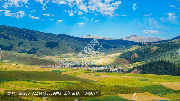青稞種植